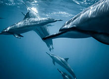 篮球知识-BLG分享对阵AL赛前准备环节：赛前会议进行中